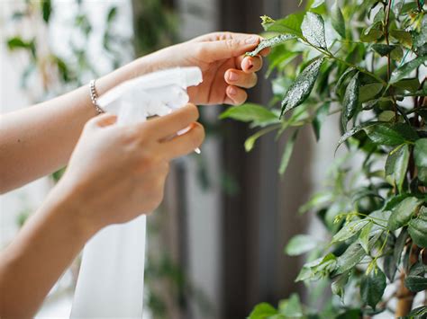 Plantas domésticas melhores plantas para ter dentro de casa