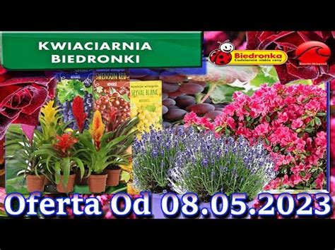 Biedronka Kwiaciarnia Biedronki Nowa Oferta Od 08 05 2023 Kwiatowe