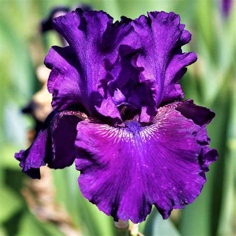 Best Cold Climate Purple Reblooming Bearded Iris Rosalie Figge – Easy ...