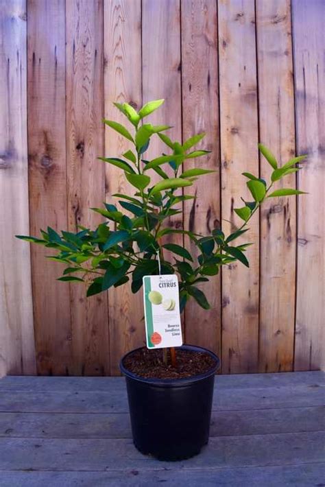 Bearss Seedless Tahitian Persian Semi Dwarf Lime Tree Lemon Tree