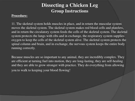 Ppt Dissecting A Chicken Leg Powerpoint Presentation Free Download