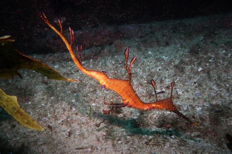 Weedy Seadragon - SydneyDives