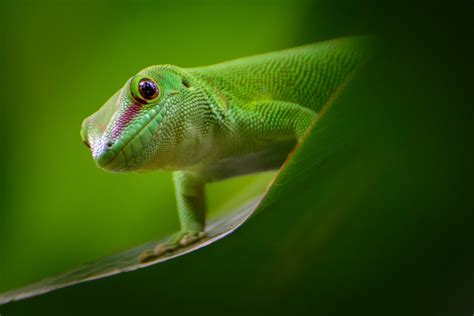 Green Lizard Close Up Photography Hd Wallpaper Wallpaper Flare