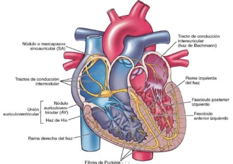 SISTEMA DE CONDUCCIÓN CARDIACA