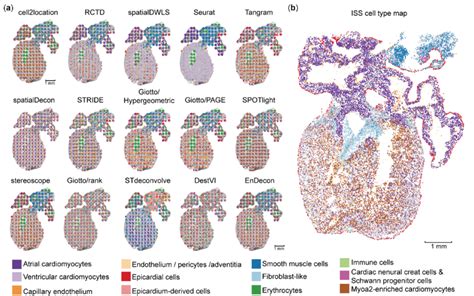 Application Of Different Deconvolution Methods On The Human Developing