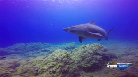 Tiburón Solrayo En La Isla De El Hierro Con Buceo La Restinga 310716