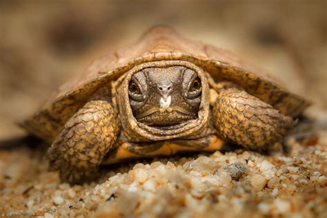 Wood Turtle (hatchling) : Glyptemys insculpta