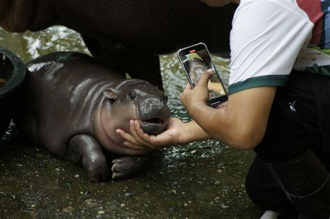 Watch Moo Deng The Sassy Viral Pygmy Hippo On A 247 Livestream Cnet