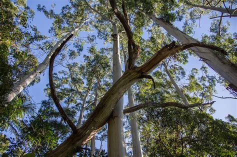 Fotos gratis árbol naturaleza bosque rama planta hoja flor