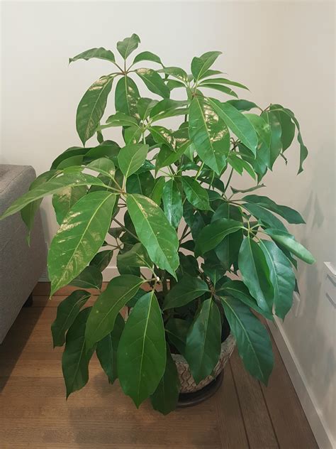 Indoor Tropical Plants Identification