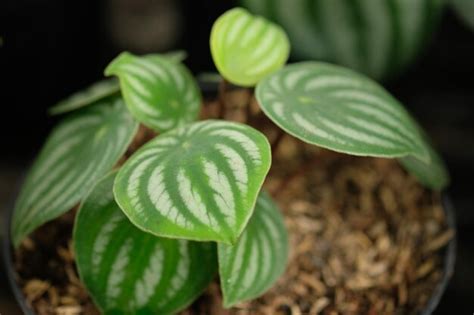 Peperomia argyreia a peperomia melancia é uma espécie de planta