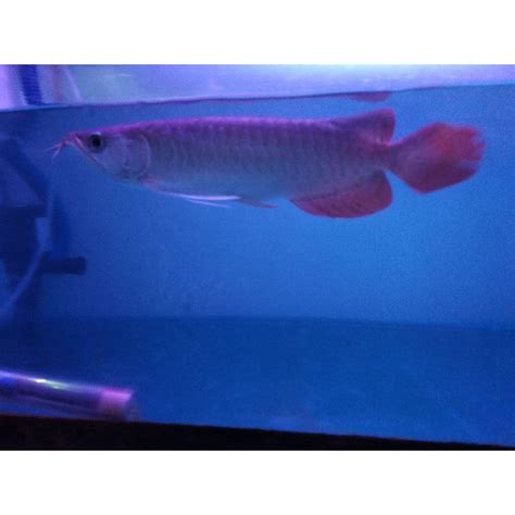 jual arwana super red ukuran   shopee indonesia