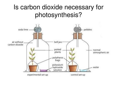 Carbon Dioxide Experiment In Photosynthesis | www.informationsecuritysummit.org