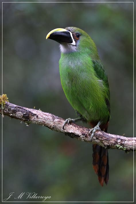 GH6A118618cvm Emerald Toucanet Tucancito Esmeralda Au Flickr