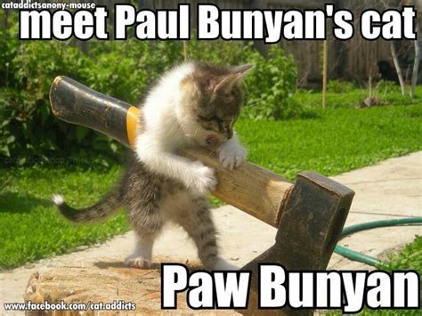 Meet Paul Bunyans Cat Paw Bunyan Cat Memes Cats Cats And Kittens