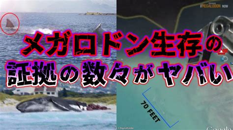 【ゆっくり解説】絶滅は嘘だった メガロドンの生存説と衝撃的なその証拠について Youtube