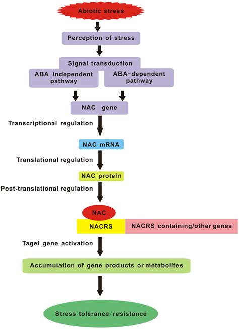 Schematic Diagram Of NAC TFs As Key Components In Transcriptional