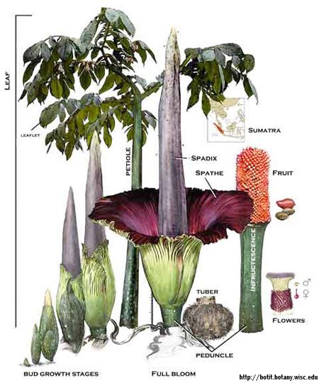 Botani Bunga Bangkai Amorphophallus Titanum Biologizone