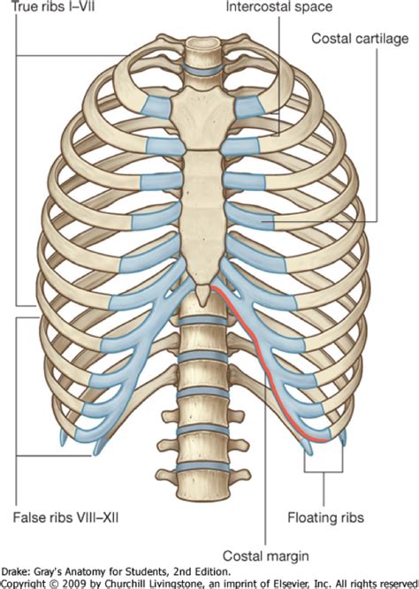 Diagram Of Articulation Of The Ribs And Sternum Quizlet