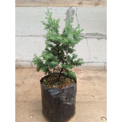 Jual Cemara Duri Juniperus Rigida Bahan Bonsai Shopee Indonesia