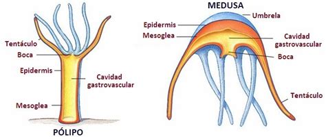 Sistema Digestivo Dos Cnidarios - Biología animal - CNIDARIOS: APARATO DIGESTIVO