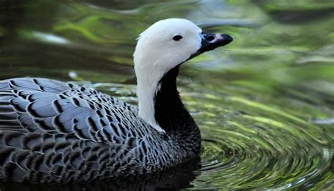 Clase Aves Orden Anseriformes Familia Anatidae Chen Canagica Anser