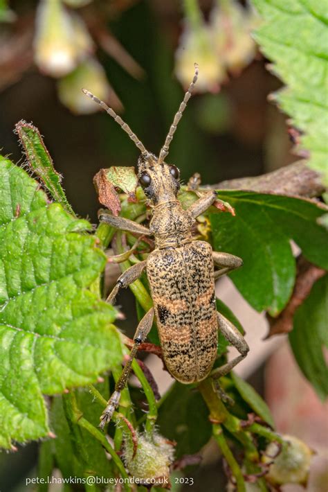 IMGP0456 Black Spotted Longhorn Beetle Rhagium Mordax Flickr