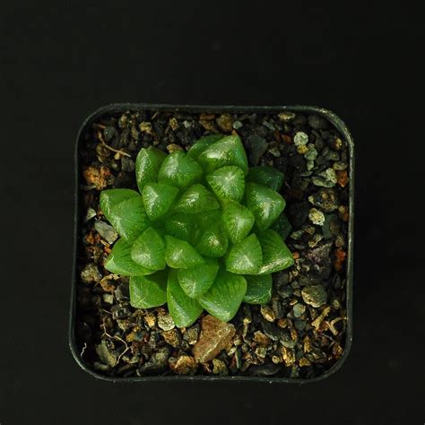 Haworthia Obtusa India S 1 Online Garden Store Buy Cactus