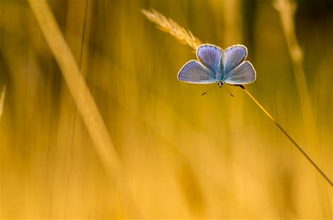 Wallpaper Sunlight Nature Butterfly Insect Green Yellow 2015 Pentax Leaf Flower