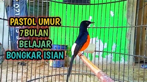 Pancingan Murai Lepas Trotol Umur Bulan Belajar Bongkar Isian