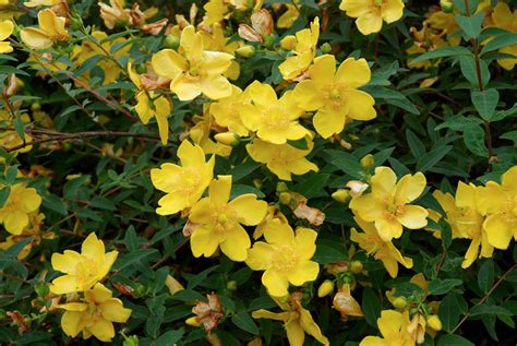 Hypericum Hidcote 1 Can | The Plant Outlet @ Lancaster Farms