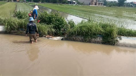 Tanggul Sungai Irigasi Jebol Ratusan Hektar Sawah Di Balongbendo