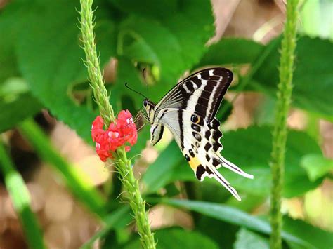 New species of Swallowtail butterfly discovered in Fiji