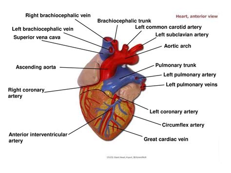 Where Innominate Vein Anatomy