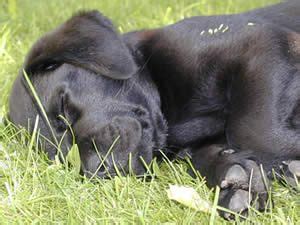 Black Lab Dog Names, Yellow Lab Names and Chocolate Lab Names | Lab ...