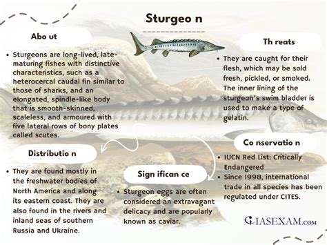 Sturgeon - IAS EXAM