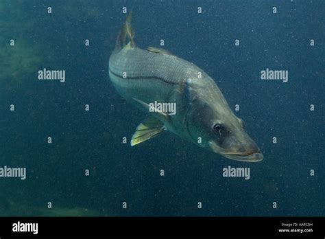 Common Snook Fish Hi Res Stock Photography And Images Alamy