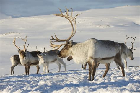 Eight Engaging Reindeer Facts