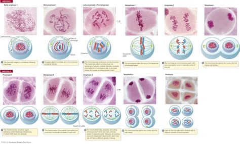 Mitosis vs. Meiosis Phases Found on Bing from www.macmillanhighered.com ...