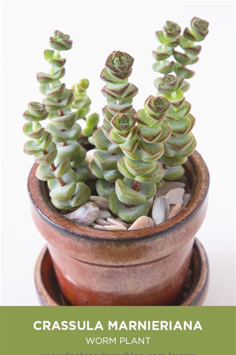 This Succulent Has Thick Green Leaves That Grow Tightly Along The Stems