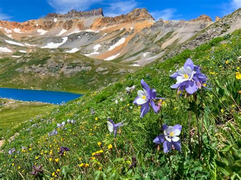 12 Of The Best Wildflower Hikes in Colorado That You’ll Never Forget