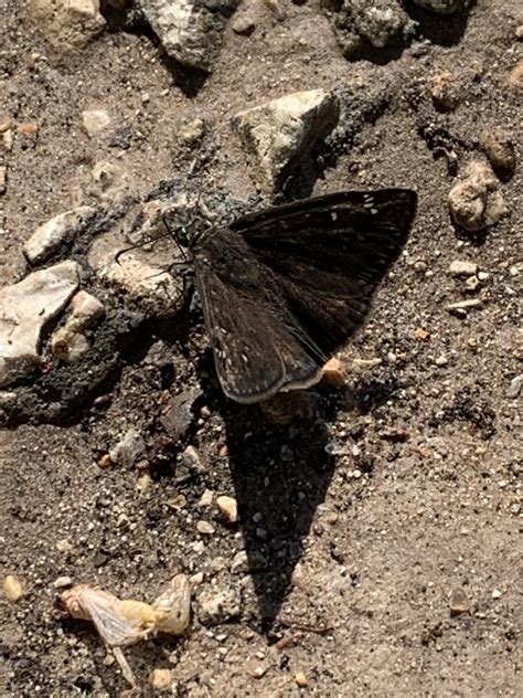 Horace S Duskywing From Texana Park And Campground Ganado Tx Us On