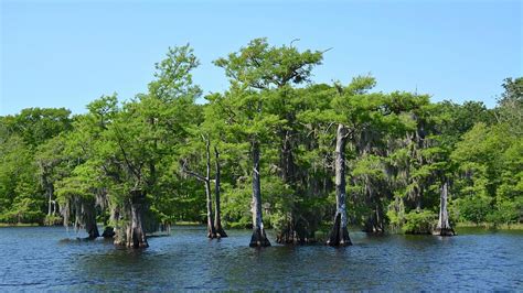 Old Florida Bald Cypress Trees Photograph by Carol Bradley - Pixels