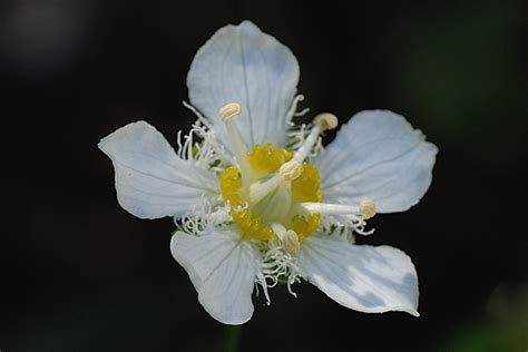 Parnassia Fimbriata Fringed Grass Of Parnassus Image Tak Flickr