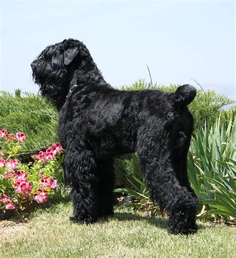 The Dog In World Black Russian Terrier Dogs