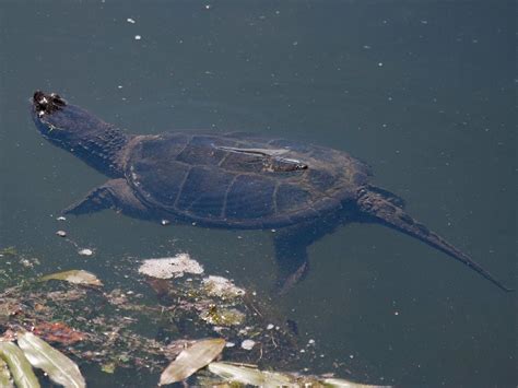 Appreciating Common Snapping Turtles | Environmental Almanac | Illinois ...