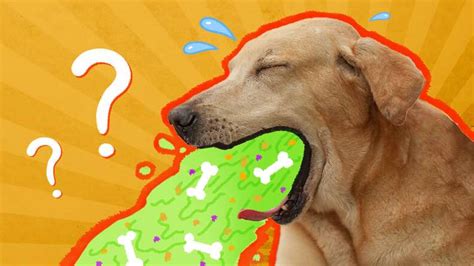how do i get my dog to stop throwing up