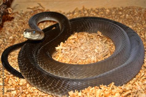 Fotka Black Mamba Dendroaspis Polylepis Is One Of The Most Feared