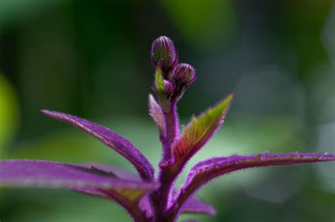 How to Grow Velvet Plant Indoors