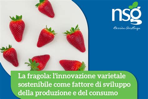 La Fragola Linnovazione Varietale Sostenibile Come Fattore Di